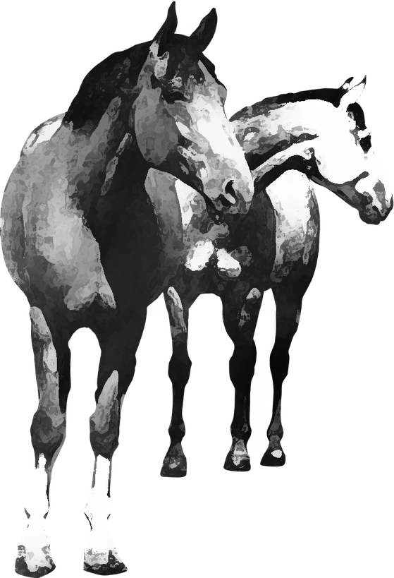 Centre équestre Haras de Cheval Évasion, Saint-Ondras — deux chevaux
